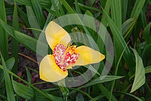 Mexican shellflower Tigridia pavonia, pastel yellow colour photo